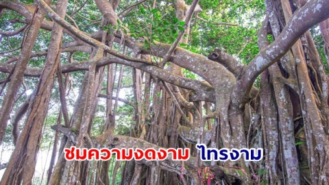 ชมความงดงาม ไทรงาม ต้นไม้ใหญ่ในเส้นทางเดินสู่ยอดเขาหลวง สุโขทัย