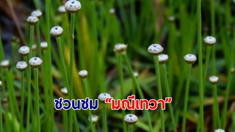 ชวนชม “มณีเทวา” ที่เกิดเองตามธรรมชาติ ณ อุทยานแห่งชาติไทรทอง