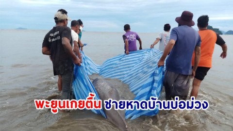 พบ "พะยูนเกยตื้น" ณ บริเวณริมชายหาดบ้านบ่อม่วง ชาวบ้านช่วยกันนำกลับลงสู่ทะเลสำเร็จ