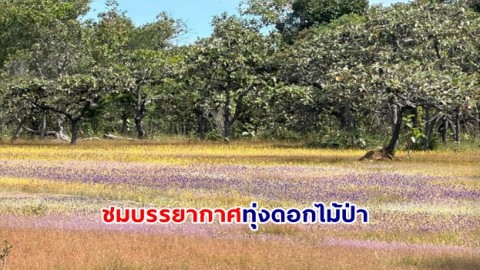 ชมบรรยากาศทุ่งดอกไม้ป่า วนอุทยานน้ำตกผาหลวง จ.อุบลราชธานี