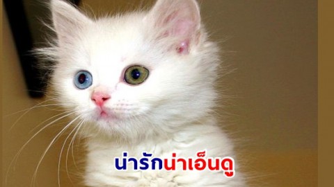 น่ารักน่าเอ็นดู แมวสีขาวแห่งตุรกี แมวแวน  มีดวงตาสองสี แถมว่ายน้ำเก่งมาก