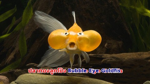 พารู้จัก ปลาทองลูกโป่ง Bubble Eye Goldfish ลักษณะพิเศษมีถุงใต้ตาขนาดใหญ่