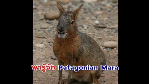 พารู้จัก Patagonian Mara  สัตว์ตัวน้อย หน้าตาเหมือนกระต่าย แต่บางทีเหมือนจิงโจ้