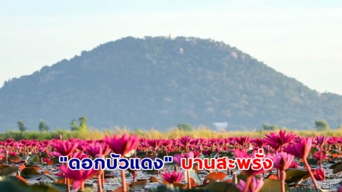 สวยงาม ชมภาพ "ดอกบัวแดง" บานสะพรั่ง เข้าสู่ฤดูหนาวแล้ว