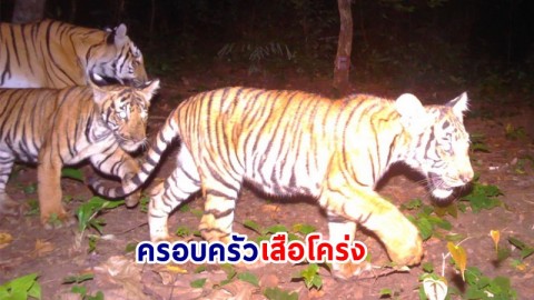 เปิดภาพ ! ครอบครัว "แม่เสือโคร่งและสองลูกน้อย" ในเขตรักษาพันธุ์สัตวป่าสลักพระ จ.กาญจนบุรี