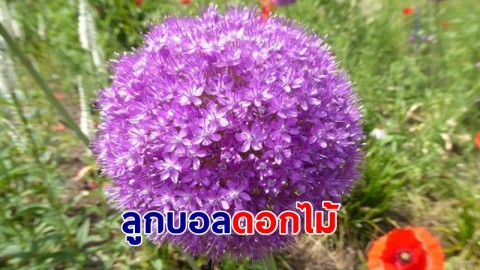พารู้จัก ลูกบอลดอกไม้ Allium giganteum สีสันงดงาม คล้ายลูกบอล