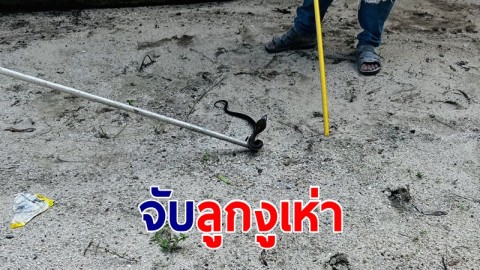 ลูกงูเห่าดุ-เจ้าเล่ห์! หนีสุนัขไล่ซุกท่อเหล็ก สุดท้ายไม่รอด