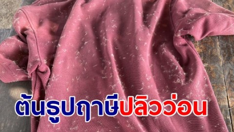 ชาวบ้านพระแท่นกาญจน์ เดือดร้อนต้นธูปฤาษีปลิวว่อนเกาะติดบ้าน