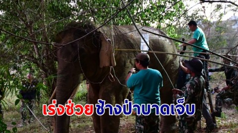 อุทยานแห่งชาติกุยบุรี พร้อมทีมสัตวแพทย์ เร่งช่วยช้างป่าบาดเจ็บ