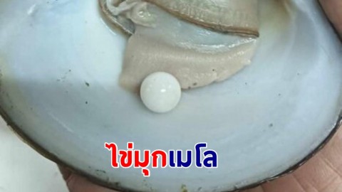 สาวใหญ่ดวง ซื้อหอยมาทำกับข้าว พบ "ไข่มุกเมโล" การันตีของแท้