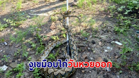 งูเหลือม 4.5 เมตร บุกเขมือบไก่ค่าเล้าวันหวยออก เชื่อให้โชค