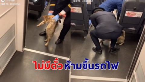 สุดเอ็นดู ! "เจ้าแมวจร" แอบขึ้นรถไฟ ถูกเจ้าหน้าที่จับได้ ทำหน้าจ๋อยจับลงจากขบวน !