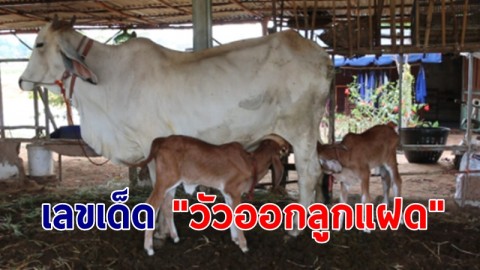 ชาวบ้านแห่ตีเลขเด็ด "วัวออกลูกแฝด" เชื่อมาให้โชค