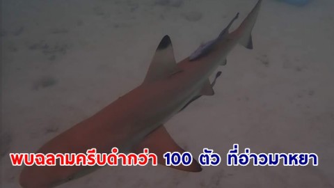 ทีมสำรวจ “ฉลามครีบดำ” พบฉลามครีบดำกว่า 100 ตัว ที่อ่าวมาหยา  นำข้อมูลสำรวจหาแนวทางอนุรักษ์ต่อไป