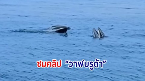 ชมคลิป วิถีชีวิตและการหากินของ “วาฬบรูด้า” ทะเลอ่าวไทย อุทยานแห่งชาติหมู่เกาะอ่างทอง