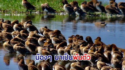 ตื่นตา ! พบเป็ดลาย นับพันตัว ลงทุ่งสามร้อยยอด