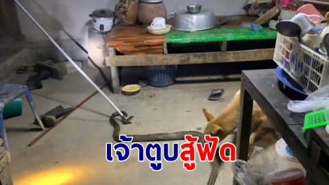 "น้องลำไย" เจ้าตูบสู้ฟัด! กัดงูสิงดงยักษ์ซุกห้องครัว ช่วยยายวัย 70