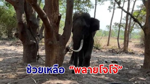 กรมปศุสัตว์ ช่วยเหลือ “พลายโจโจ้” หลังได้รับสารพิษ ล่าสุดปลอดภัยแล้ว