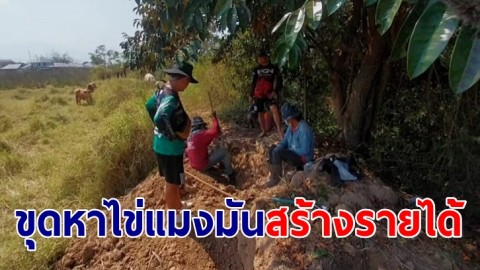 1 ปีมีครั้งเดียว! ชาวพะเยา ออกขุดหาไข่แมงมันรับประทาน-ขายสร้างรายได้ 2,000-3000 บาท