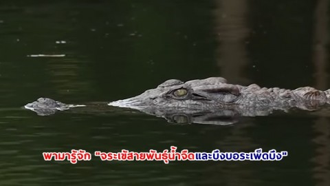 พามารู้จัก "จระเข้สายพันธุ์น้ำจืดและบึงบอระเพ็ดบึงทะเลสาบน้ำจืดใหญ่ที่สุดของไทย"