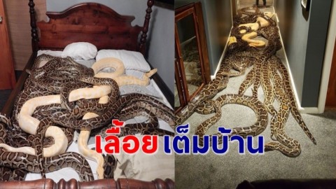 "ตำรวจยืนผงะ" บุกค้นบ้านลุงขายงู เจอเต็มๆ "งูหลามพม่า" 20 ตัว เลื้อยเต็มบ้านไปหมด !