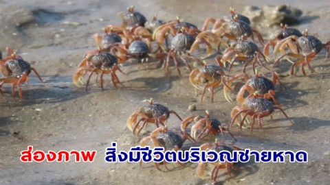 ส่องภาพ สิ่งมีชีวิตบริเวณชายหาด เขาแบนะ จ.ตรัง