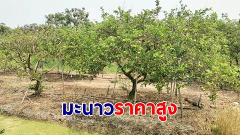 เจ้าของร้านอาหารครวญ มะนาวราคาสูง กระสอบละ 1,700 บาท จาก 700-800 บาท วอนแก้ปัญหา