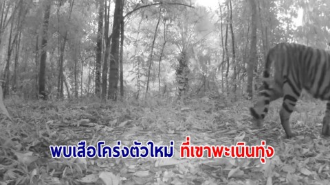 พบเสือโคร่งตัวใหม่ ที่เขาพะเนินทุ่ง ในอุทยานแห่งชาติแก่งกระจาน