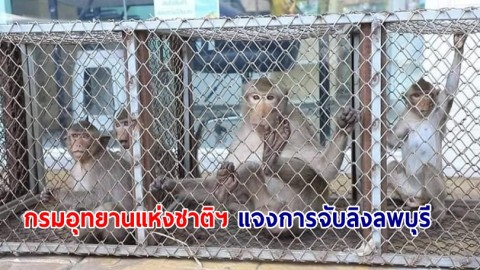 กรมอุทยานแห่งชาติฯ​ แจงการจับลิง​ลพบุรี เป็นเพียงจับลิงที่มีพฤติกรรมก้าวร้าวเท่านั้น​ ไม่ใช่การดักจับลิงเพื่อเคลื่อนย้าย