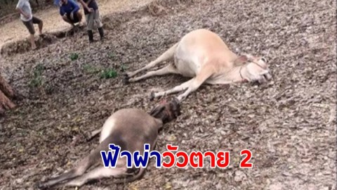 พายุฤดูร้อนถล่มอุดรฯ ฟ้าผ่าวัวตาย 2