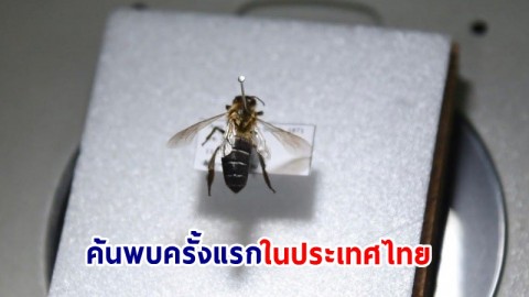 ค้นพบ ! "ผึ้งหลวงหิมาลัย" เป็นครั้งเเรกในประเทศไทย  ชี้มีความสำคัญต่อความหลากหลายทางชีวภาพ