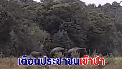 ช้างป่าดงใหญ่ โนนดินแดง หนี้แล้ง ข้ามแดนเดินเข้าเขาพนมดงรักสุรินทร์ เจ้าหน้าที่เตือนประชาชนเข้าป่าชายแดนไทย เขมร