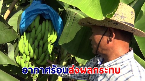 ภัยแล้ง อากาศร้อน ส่งผลกระทบ กล้วยหอมทองส่งต่างประเทศ 