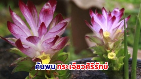ทีมนักวิจัยไทยค้นพบ "กระเจียวศิริรักษ์" พืชสกุลขมิ้น ชนิดใหม่ของโลก เตรียมศึกษาต่อยอดทางเภสัชกรรม