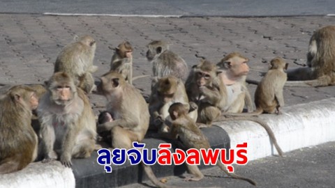 ลุยจับลิงลพบุรี วางกับดักล่อ พบลิงฉลาดไม่ยอมติดกับดักง่ายๆ ล่าสุดจับได้ 30 ตัว