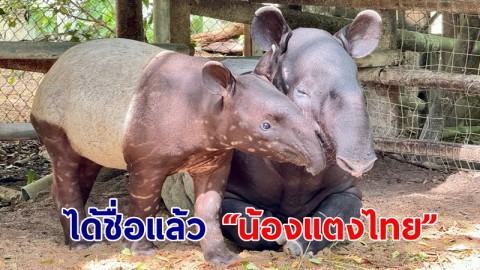 ได้ชื่อแล้ว “น้องแตงไทย” ลูกสมเสร็จ  สมาชิกใหม่ ฉลองครบรอบ 46 ปี สวนสัตว์เปิดเขาเขียว 