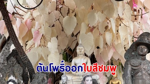 ฮือฮา! ต้นโพธิ์ออกใบสีชมพูนาน 6 ปี ชาวบ้านเผยบางคนเชื่อความศักดิ์สิทธิ์ ขอโชคลาภ