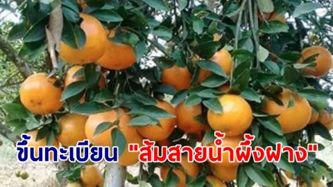 กรมทรัพย์สินทางปัญญา ขึ้นทะเบียน "ส้มสายน้ำผึ้งฝาง" สินค้า GI สร้างรายได้ชุมชน 270 ล้านต่อปี