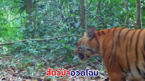 สัตว์ป่าอวดโฉม ย้ำความอุดมสมบูรณ์ผืนป่ามรดกโลก แก่งกระจาน