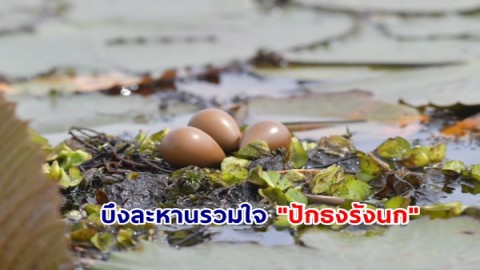 บึงละหานรวมใจ "ปักธงรังนก" ในฤดูกาลทำรังวางไข่ ปี 2567