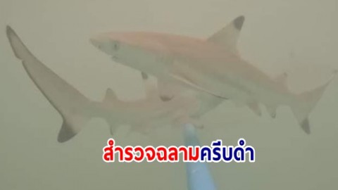 ศูนย์​ปฏิบัติการ​อช.ทางทะเล​ฯ ร่วมทีมเครือข่าย ลงพื้นที่​อ่าวมาหยา​ สำร​วจ​ฉลามครีบดำ