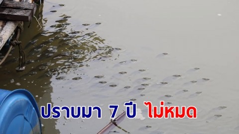 ปราบมา 7 ปี ไม่หมด "ปลาหมอคางดำ" รุกที่กุ้งก้ามกราม หวั่นหมดคลอง หมดอาชีพ