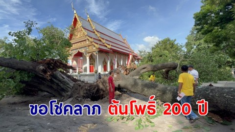 ชาวบ้านขอโชคลาภ ต้นโพธิ์ อายุกว่า 200 ปี  หลังหักโค่น